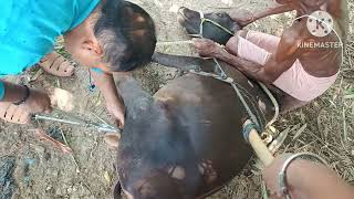 castrating a calf calf [upl. by Todhunter]