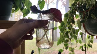 Beefsteak Begonia propagation update [upl. by Akihsan94]