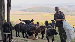 LA STANA LUI IONUT MOJACAINI CIOBANESTI CORBI FOARTE BUNI LA URSJUD BRASOV [upl. by Yzus]