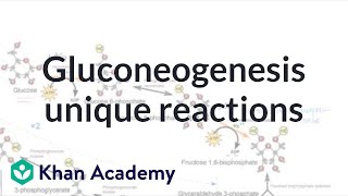 Gluconeogenesis unique reactions  Biomolecules  MCAT  Khan Academy [upl. by Sundin]