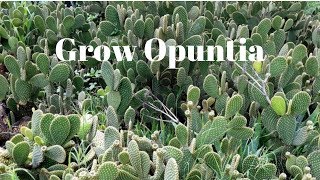 Grow Opuntia From Cutting  Prickly Pear Cactus [upl. by Ariak]