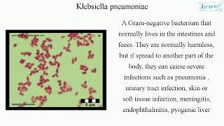 Klebsiella pneumoniae English  Medical terminology for medical students [upl. by Had]