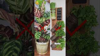 Best plants for home🪴🌿🌳 gardening indoorplants youtubeshorts [upl. by Noynek]