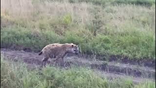 Hyena on the road to cover kilometers searching for carcass the beautiful sundown around serengeti [upl. by Male643]