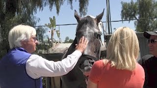 Arrogate is welcomed home [upl. by Corron791]