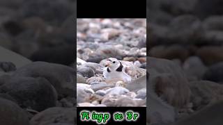 Did you know about Piping plover Bird [upl. by Ennovoj647]