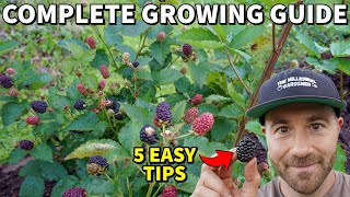 Grow The Most Incredible BLACKBERRIES In 5 Easy Steps [upl. by Bel]