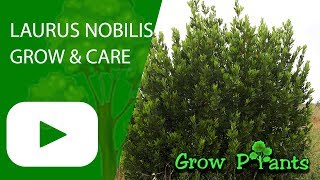 Laurus nobilis  How to grow Bay laurel [upl. by Ahsait]