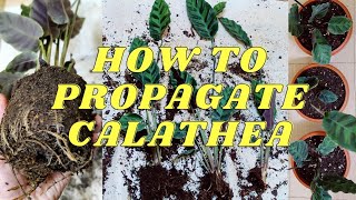 HOW TO PROPAGATE CALATHEA PLANT  PROPAGATION OF CALATHEA BY DIVISION POTTING SOIL FOR HOUSEPLANT [upl. by Sylvanus84]