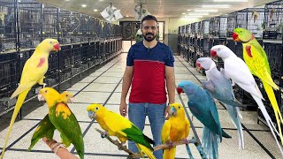 Exotic Birds Farm in Lahore  Lutino alexandrine Raw Blue Raw  Macaw Breeding Farm  Golden Conure [upl. by Ellehcit]