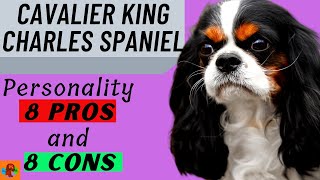 CAVALIER KING CHARLES SPANIEL PROs amp CONs Include Health Problems  Must Watch Before Getting One [upl. by Rebbecca]