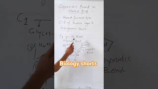 Glycosidic Bond in Nucleic Acid Biology shorts Dr Sams Biology viralbiology biology [upl. by Ahgiel]