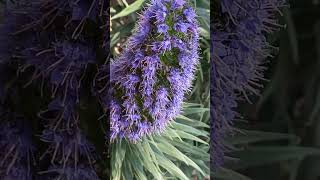 Echium candicans  Madeira pride  Żmijowiec nature plants flowers vlog TaoMola [upl. by Auhso]