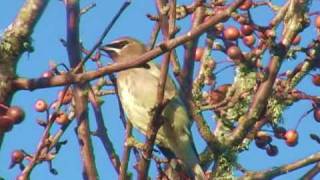 Cedar Waxwings [upl. by Eitak]