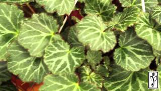 Strawberry Begonia [upl. by Nowell]