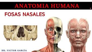 Fosas Nasales  Anatomía Humana en Odontología [upl. by Areikahs138]