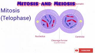 Cell Cycle part 2 Mitosis and Meiosis [upl. by Annayat369]