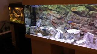 MY AFRICAN CICHLID TANKS  A CLOSER LOOK HD [upl. by Ariec]