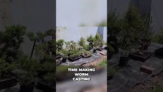 16 Hour Bonsai Transformation Weeding and Watering Tips [upl. by Marigolda]