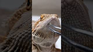 Best Bearded Dragon SHED REMOVAL Part 1 of 3 no BGM stayrad chucknorrizbeardeddragons [upl. by Sebastian775]