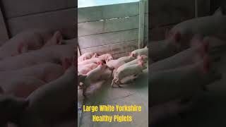 Cute Large White Healthy Piglets Playing and Running Around  pigs cutepigs cute cutevideo [upl. by Janet716]