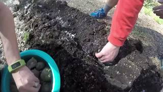 Planting White Kennebec Potatoes [upl. by Ajnat]