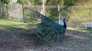 PEACOCKS FULL MATING DANCEpeacocks goldcoast birds wildlife [upl. by Retla]