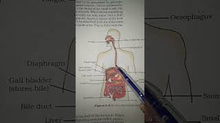 Human Alimentary Canal digestivesystem biology [upl. by Luapsemaj195]