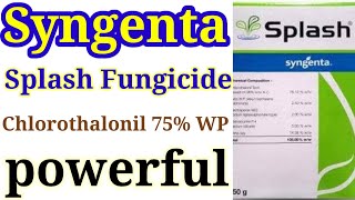 Syngenta Splash Fungicide  Chlorothalonil 75 WP rajeshsaini [upl. by Firehs]