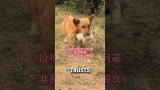 Dog Mom Gives Puppy Up For Better Life ❤️animalrescue dogshorts puppy [upl. by Standice]