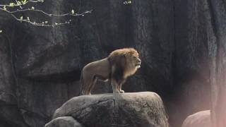 Epic Lion Roar at Lincoln Park Zoo [upl. by Hayouqes19]