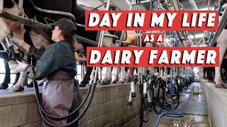 9 Day in my life  dairy farmer milking 500 cows 2xday  WHV New Zealand [upl. by Bethel]