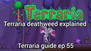 terraia deathweed explained terraria guide ep 55 [upl. by Restivo]