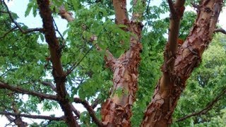 Acer griseum Paperbark Maple [upl. by Hess]