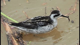 1131004 The rednecked phalarope feeding at SoonSan reaches of Keelung River [upl. by Namyl]