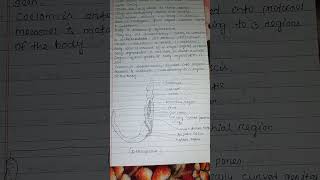 General characteristics of hemichordata zoology note viralvideo zoology 3rdsemester [upl. by Leira680]