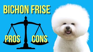 Bichon Frise Pros and Cons  The Good and Bad [upl. by Khalsa491]