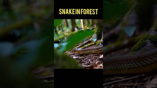 Nature beauty snake in forest nature snake forest winzaza506 [upl. by Per]