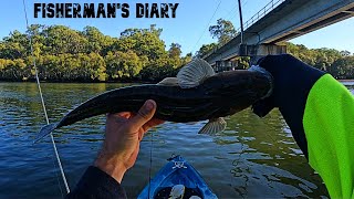 Tingalpa Creek Flathead Bream And Sole Kayak Fishing  Fishermans Diary Ep 671 [upl. by Pierpont]