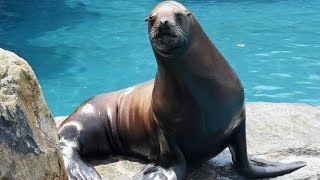 Learn About A Steller Sea Lions Roar  Sounds Of The Aquarium [upl. by Lindner]