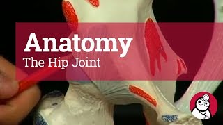 Anatomy The Hip Joint [upl. by Schnur]