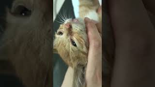 Resue a kitten broken legs cat kitten rescue animals catlover foryou [upl. by Nivrag]