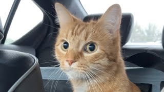 Traveling 7 Hours With an Orange Cat [upl. by Nwahsat714]