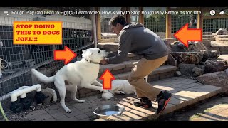 Stop Doing This To Dogs  Beckman Review Dog Training [upl. by Ynavoj]