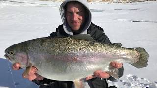 Diefenbaker Rainbow Trout [upl. by Cunningham374]