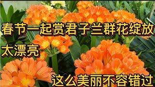 春节一起赏君子兰群花绽放，太漂亮了，这么美丽不送错过 [upl. by Sathrum275]