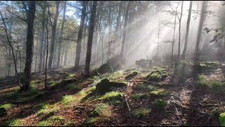 Meraviglie d’Autunno Un Bosco Incantato e Porcini da Sogno [upl. by Boote]