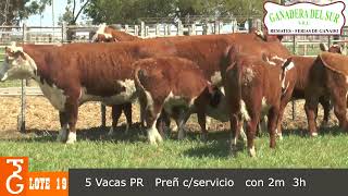 LOTE 19  5 VAQUILLONAS PR PREÑADAS Y CON CRIAS 2M  3H [upl. by Aisul]