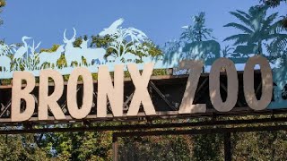 A Day At The Bronx Zoo  New York [upl. by Rella]