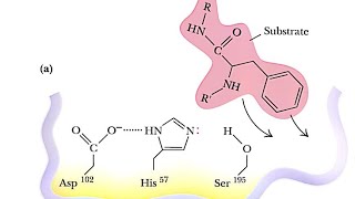 Serine Proteases [upl. by Enailuj]